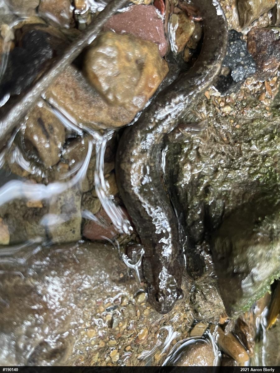 Northern Dusky Salamander