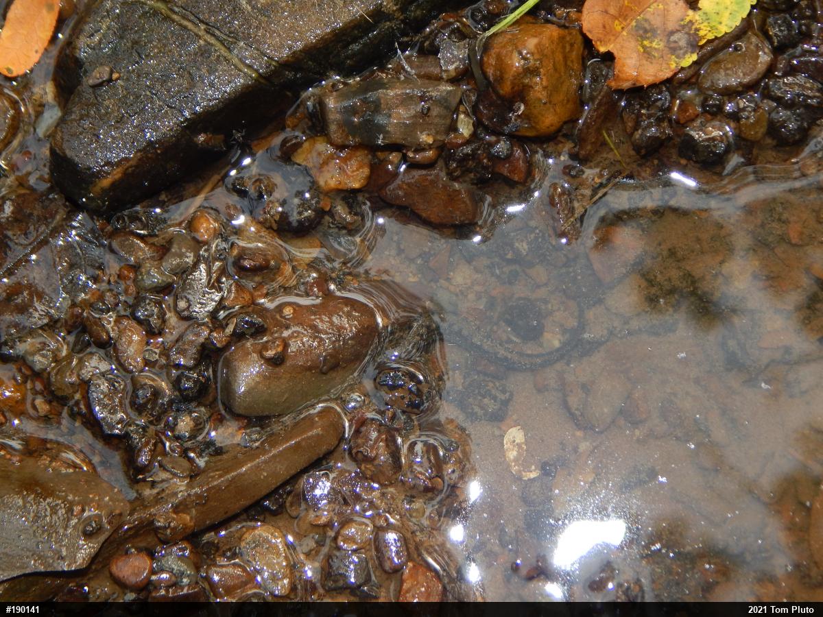 Northern Two-lined Salamander