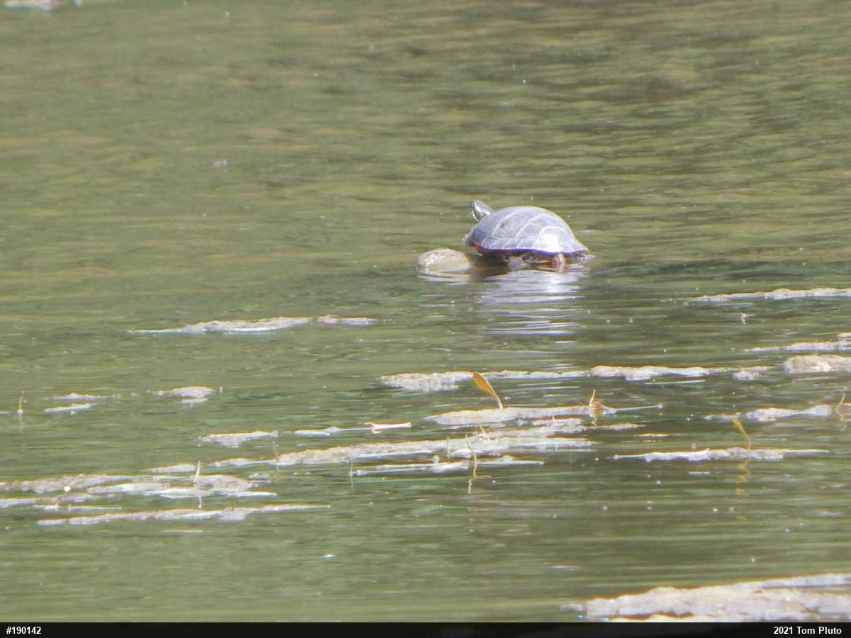 Painted Turtle