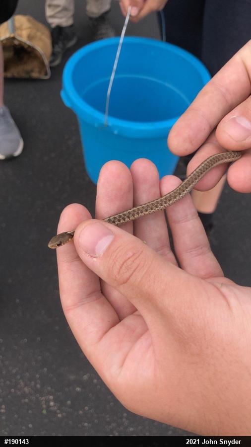 Eastern Gartersnake