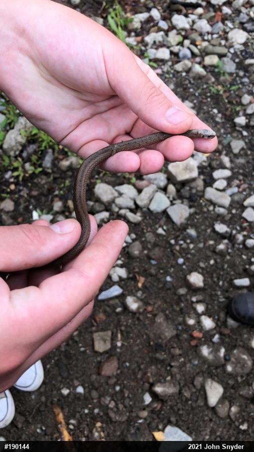 Dekay's Brownsnake