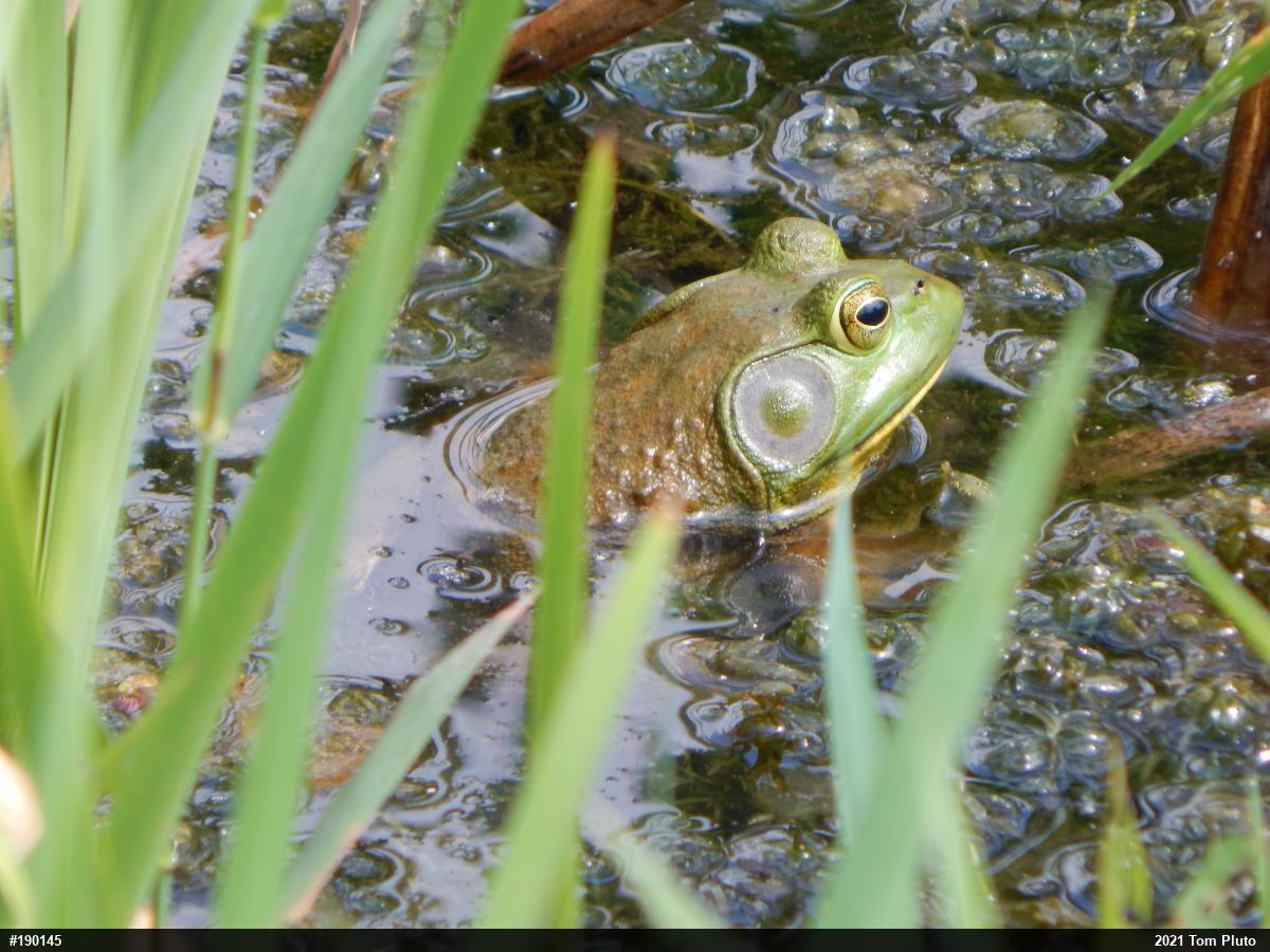 American Bullfrog