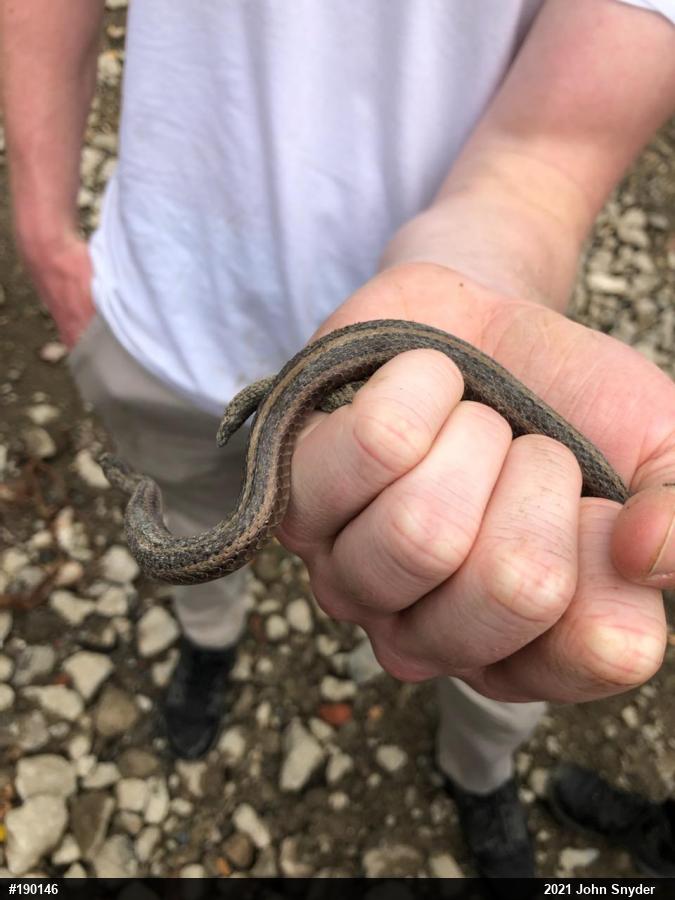 Shorthead Gartersnake