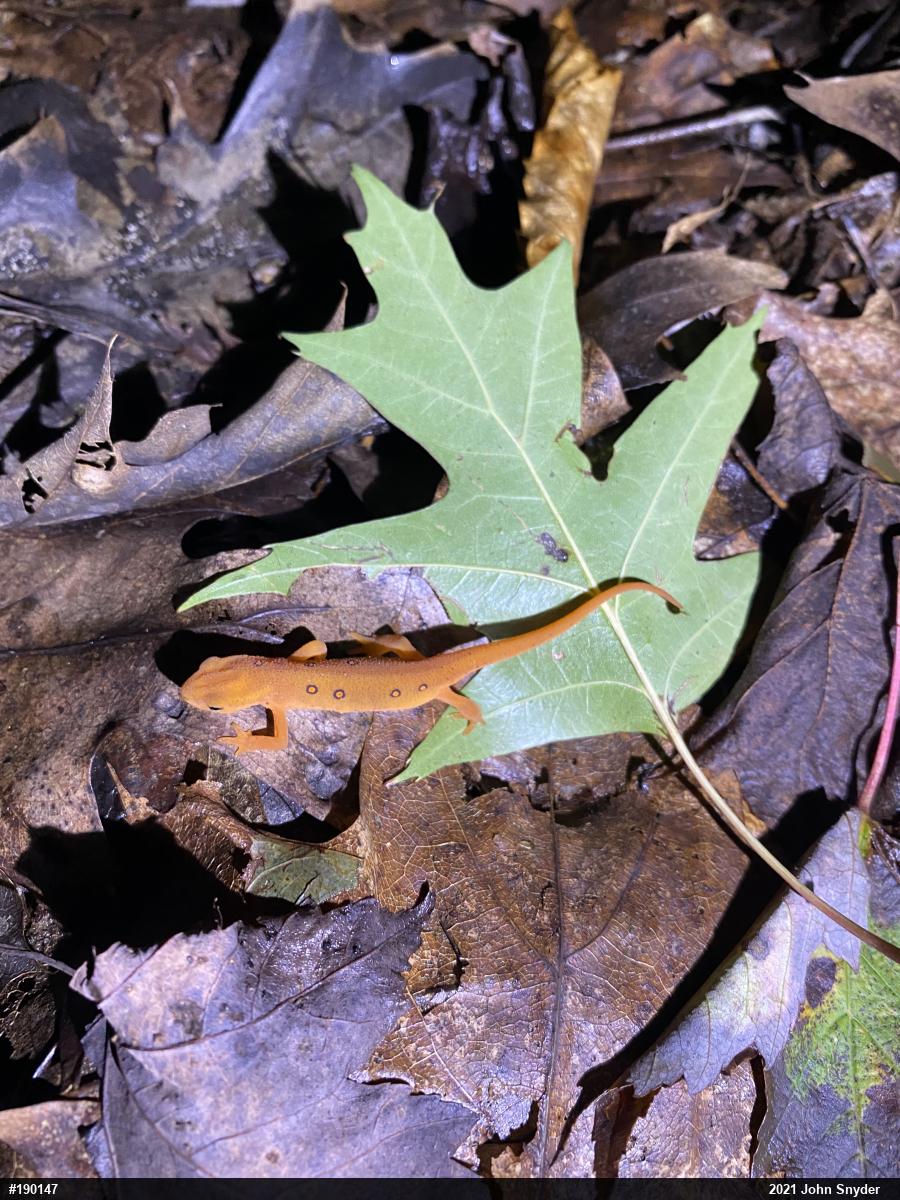 Red-spotted Newt