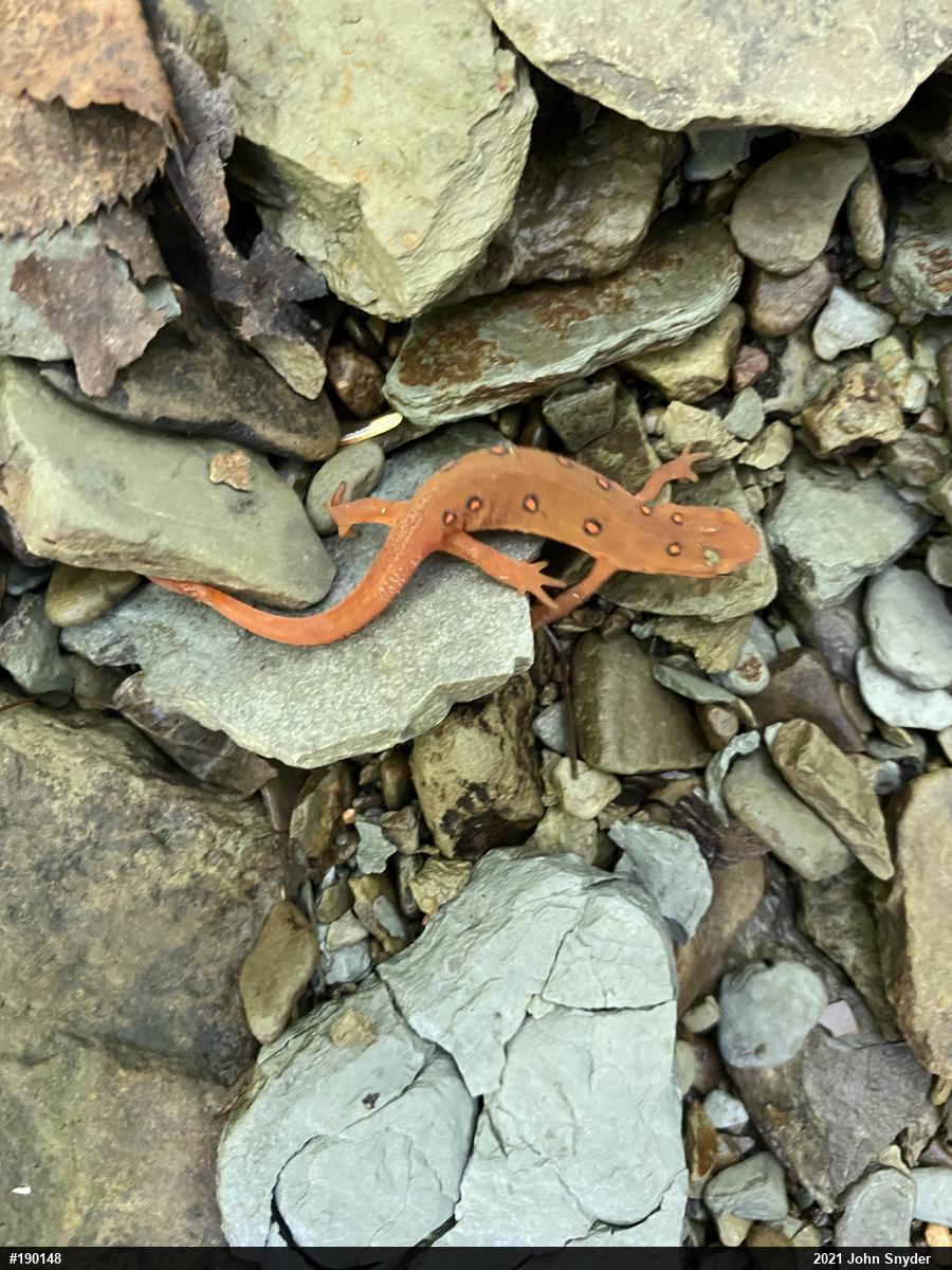 Red-spotted Newt