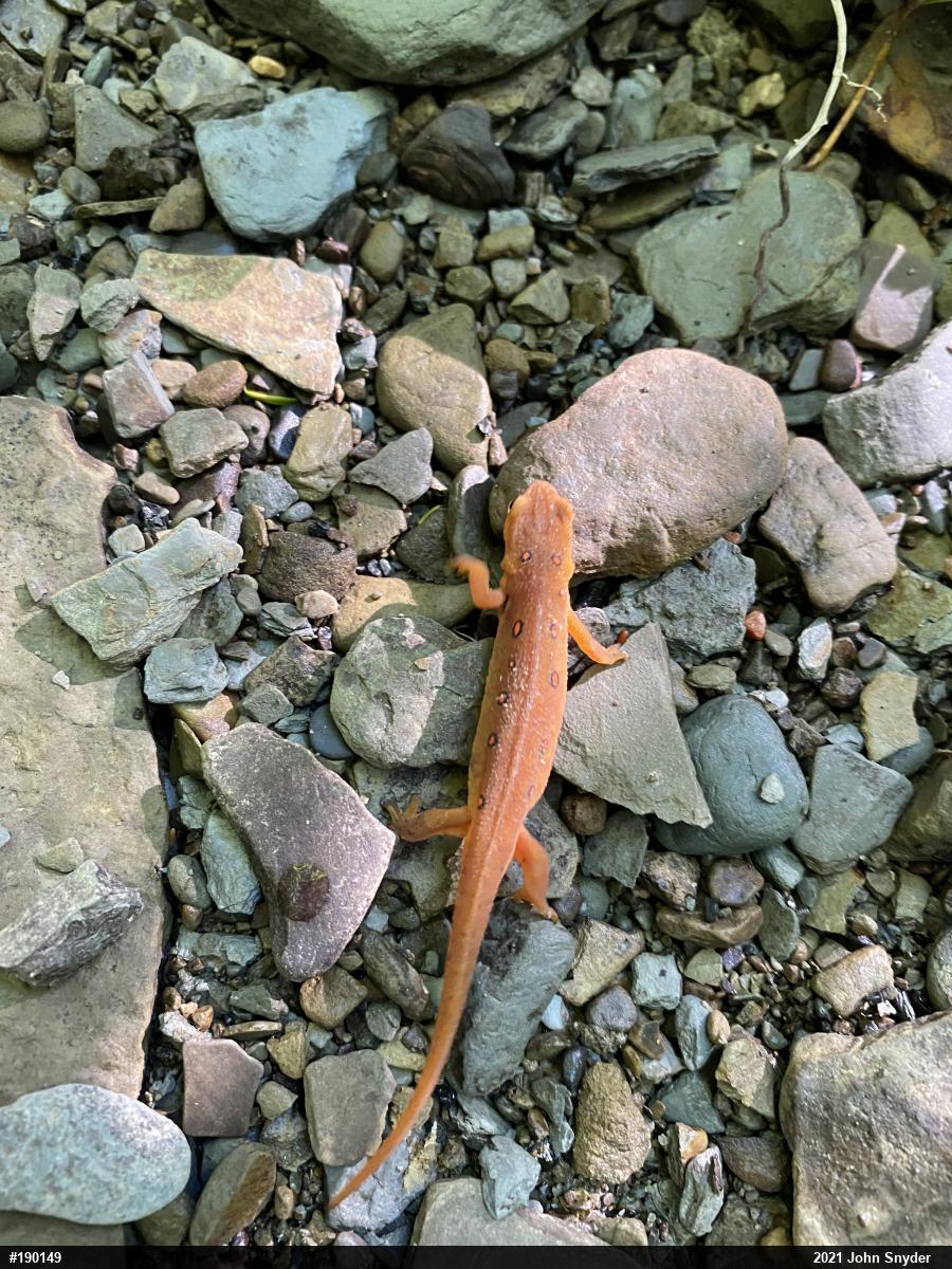 Red-spotted Newt