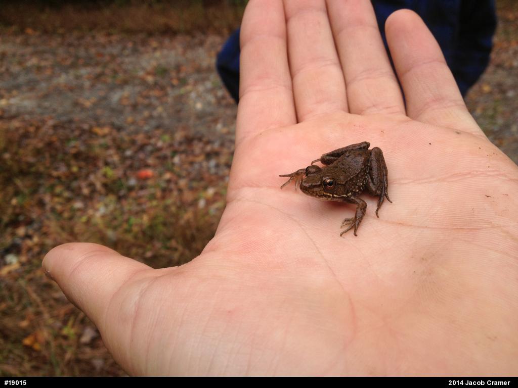 Green Frog