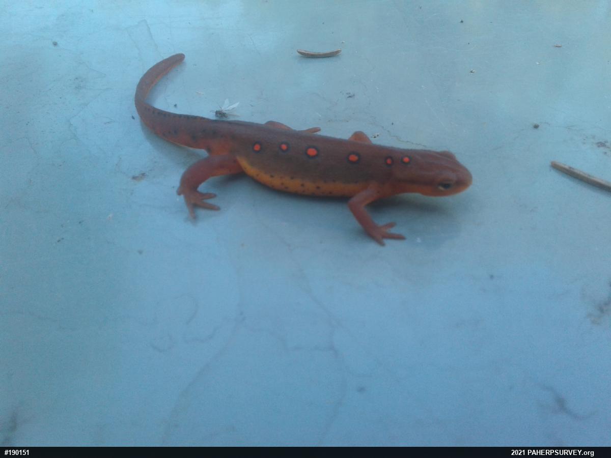 Red-spotted Newt