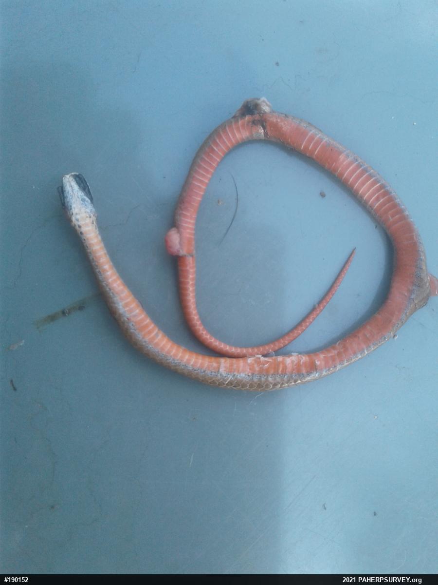Red-bellied Snake