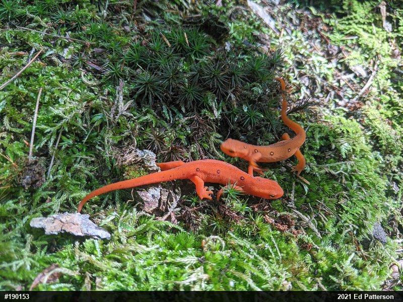 Red-spotted Newt