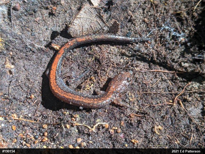 Eastern Red-backed  Salamander