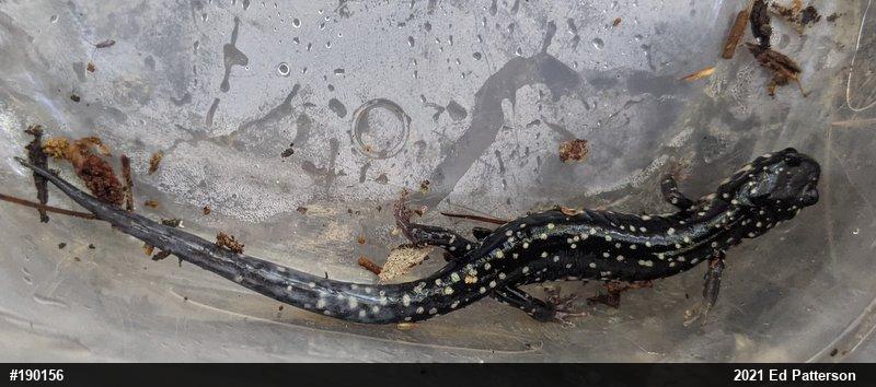Northern Slimy Salamander