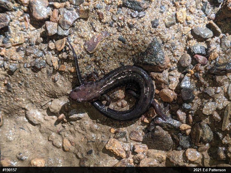 Allegheny Mountain Dusky Salamander