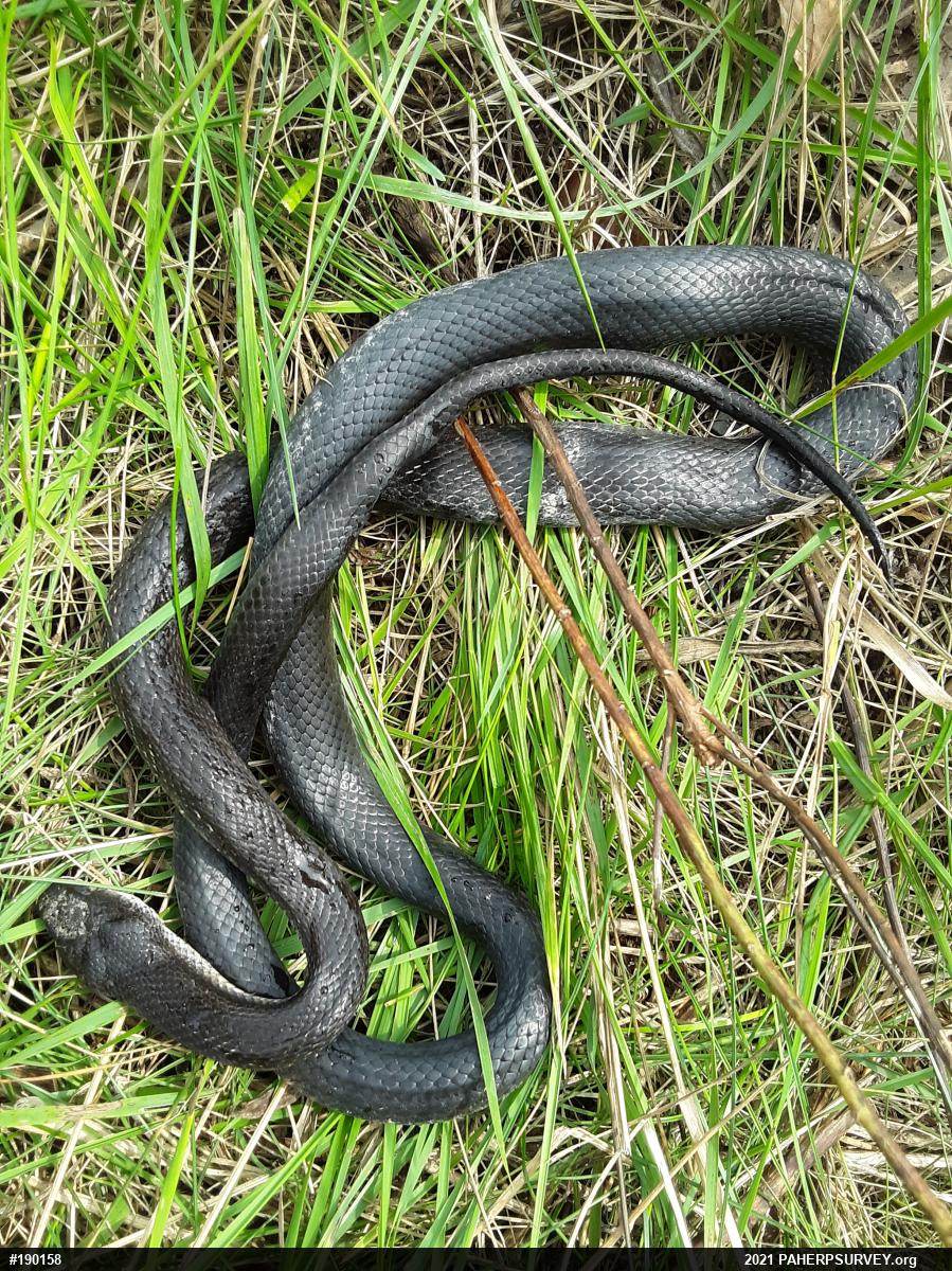 Eastern Ratsnake
