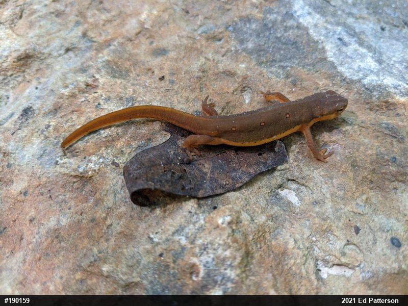 Red-spotted Newt