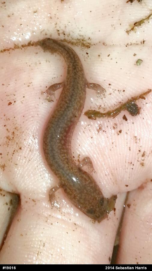 Northern Spring Salamander