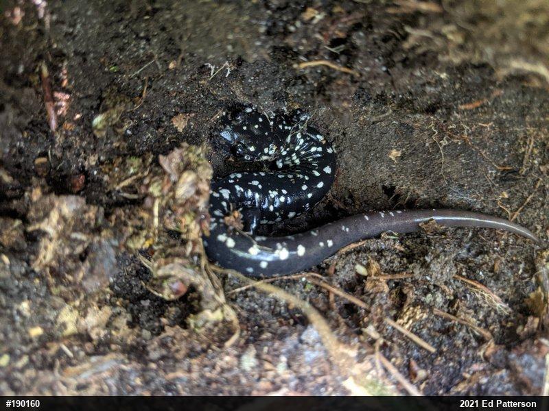 Northern Slimy Salamander