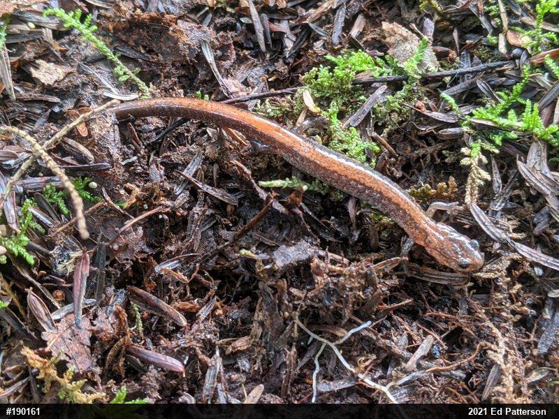 Eastern Red-backed  Salamander