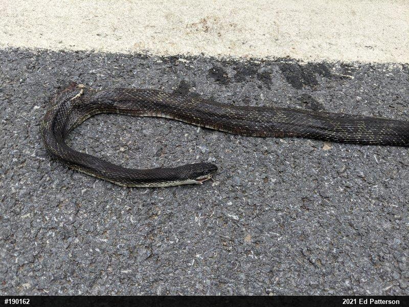 Eastern Ratsnake