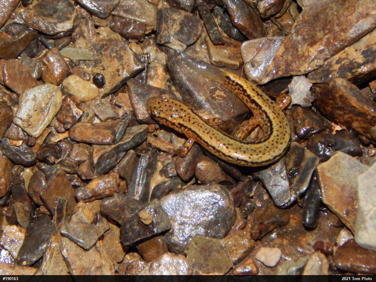 Northern Two-lined Salamander