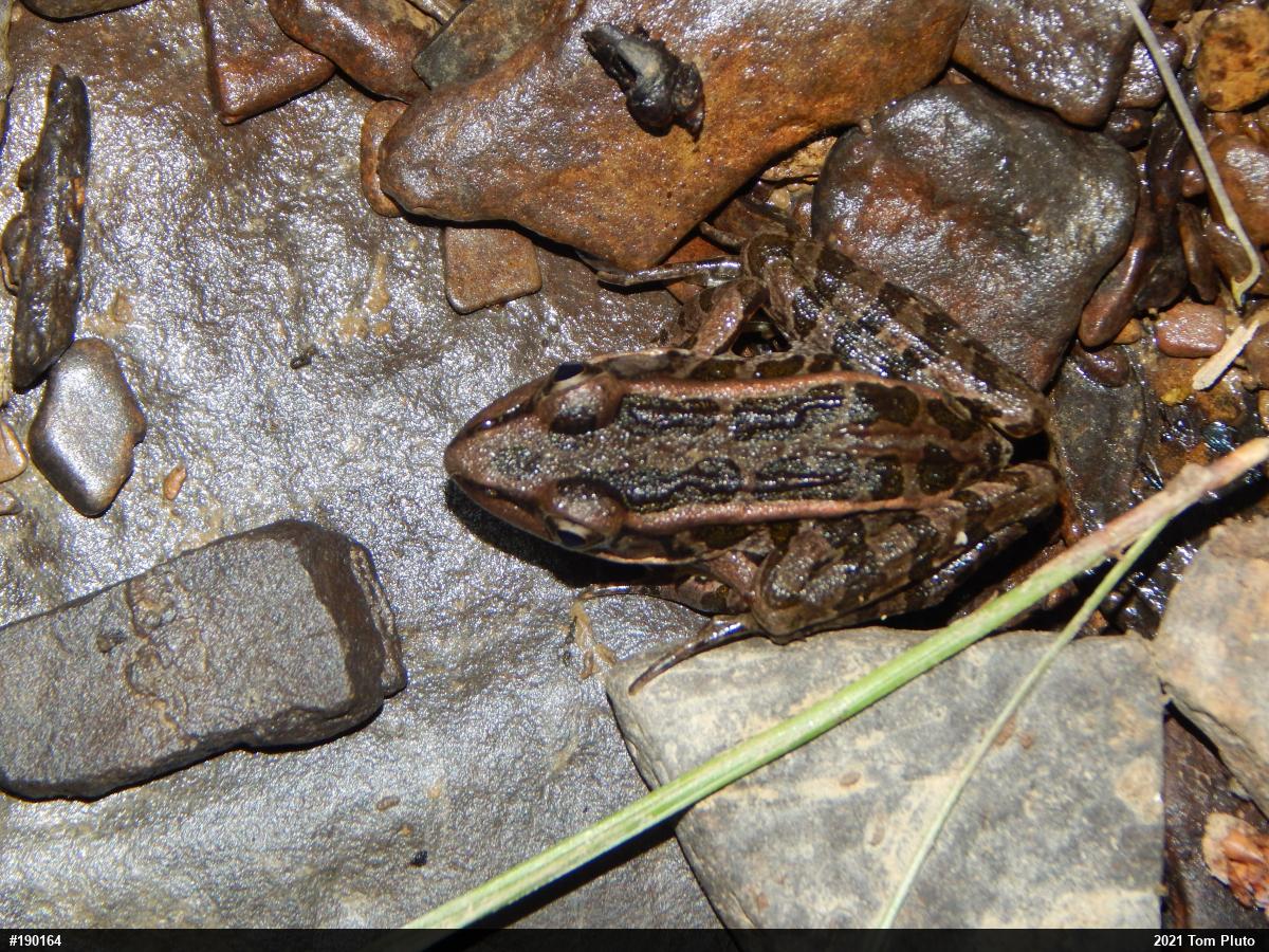 Pickerel Frog