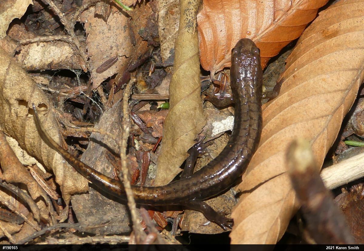 Allegheny Mountain Dusky Salamander