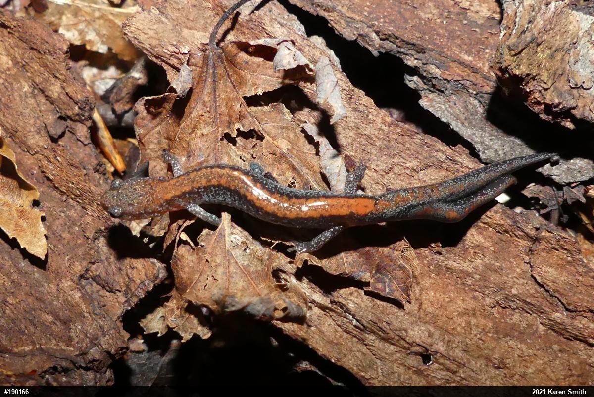 Eastern Red-backed  Salamander