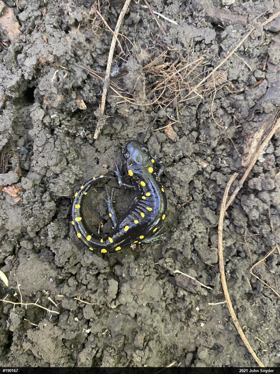 Spotted Salamander
