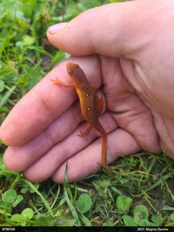 Red-spotted Newt