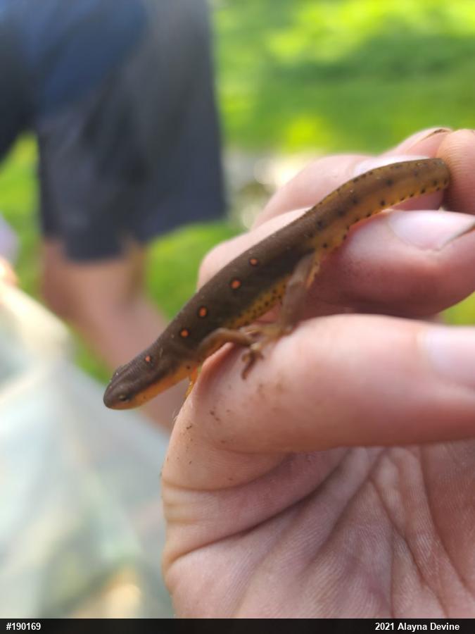 Red-spotted Newt
