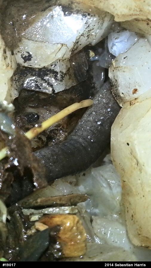 Northern Dusky Salamander