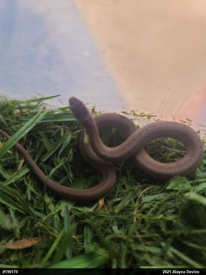 Dekay's Brownsnake