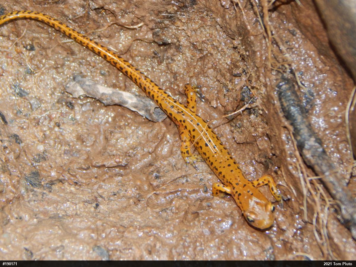 Eastern Long-tailed Salamander
