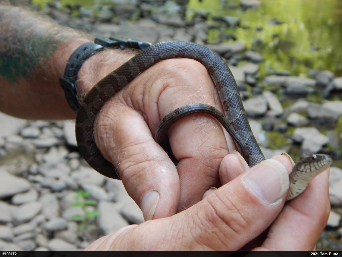 Northern Watersnake