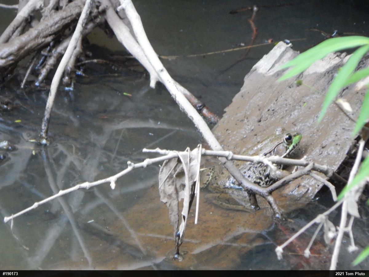 Green Frog
