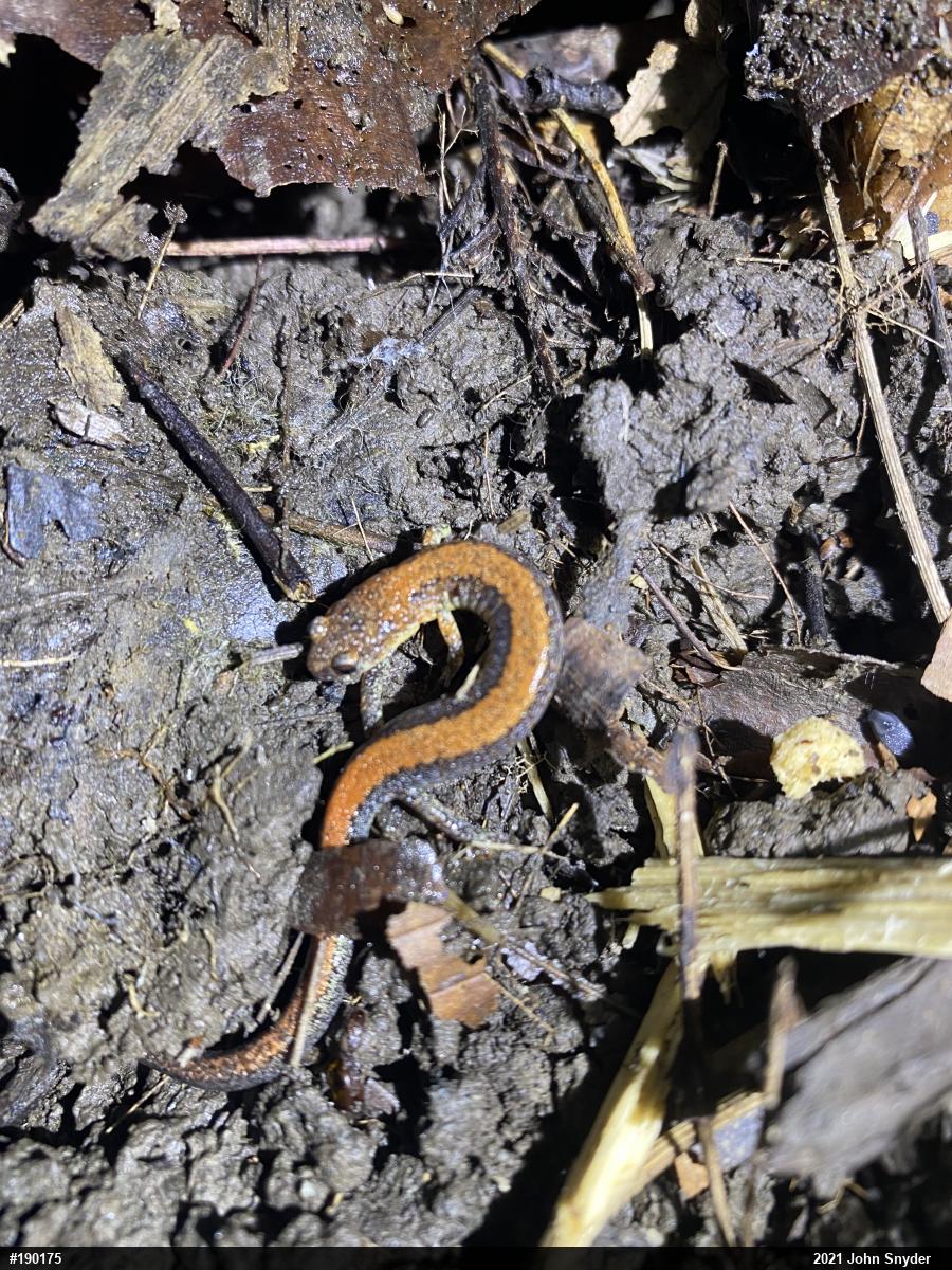 Eastern Red-backed  Salamander
