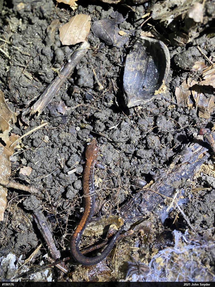Eastern Red-backed  Salamander
