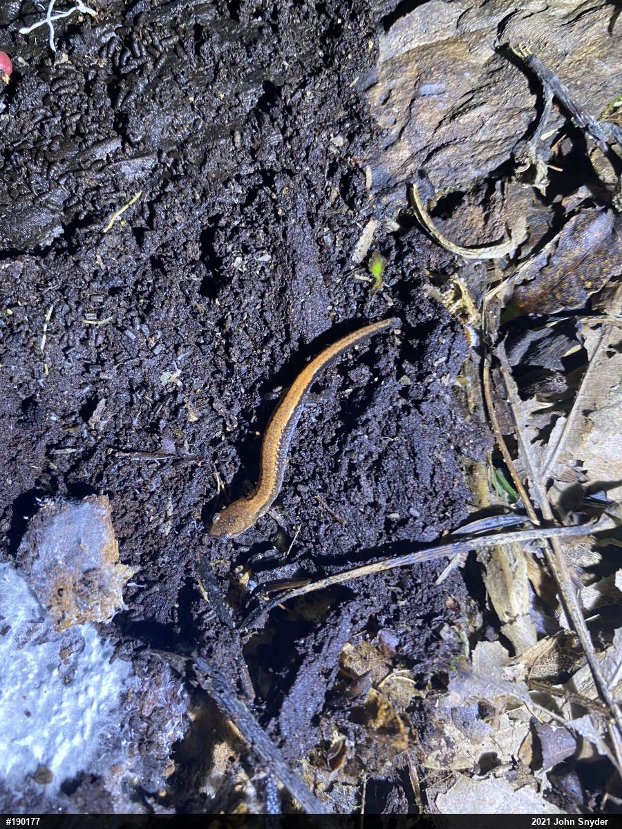 Eastern Red-backed  Salamander
