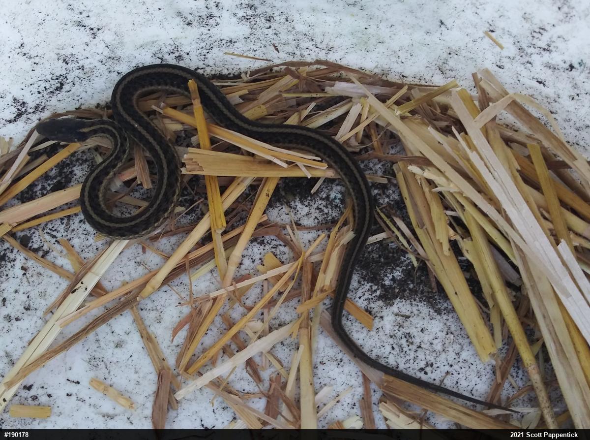 Eastern Gartersnake
