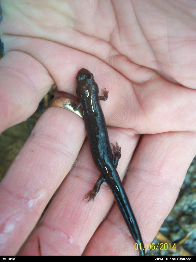 Allegheny Mountain Dusky Salamander