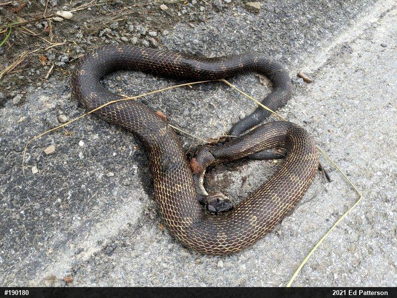 Eastern Ratsnake