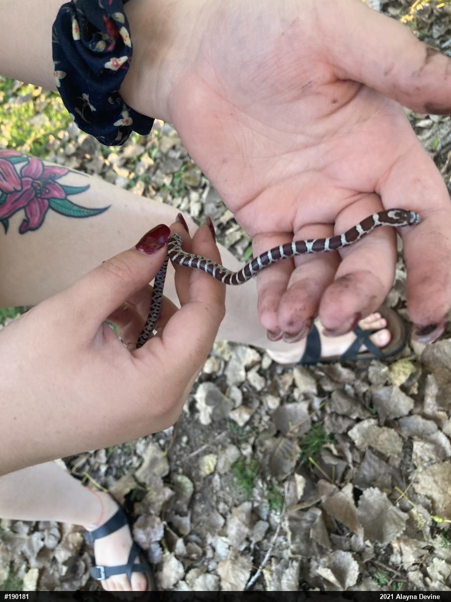 Eastern Milksnake