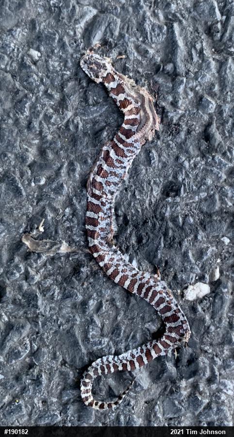 Eastern Milksnake