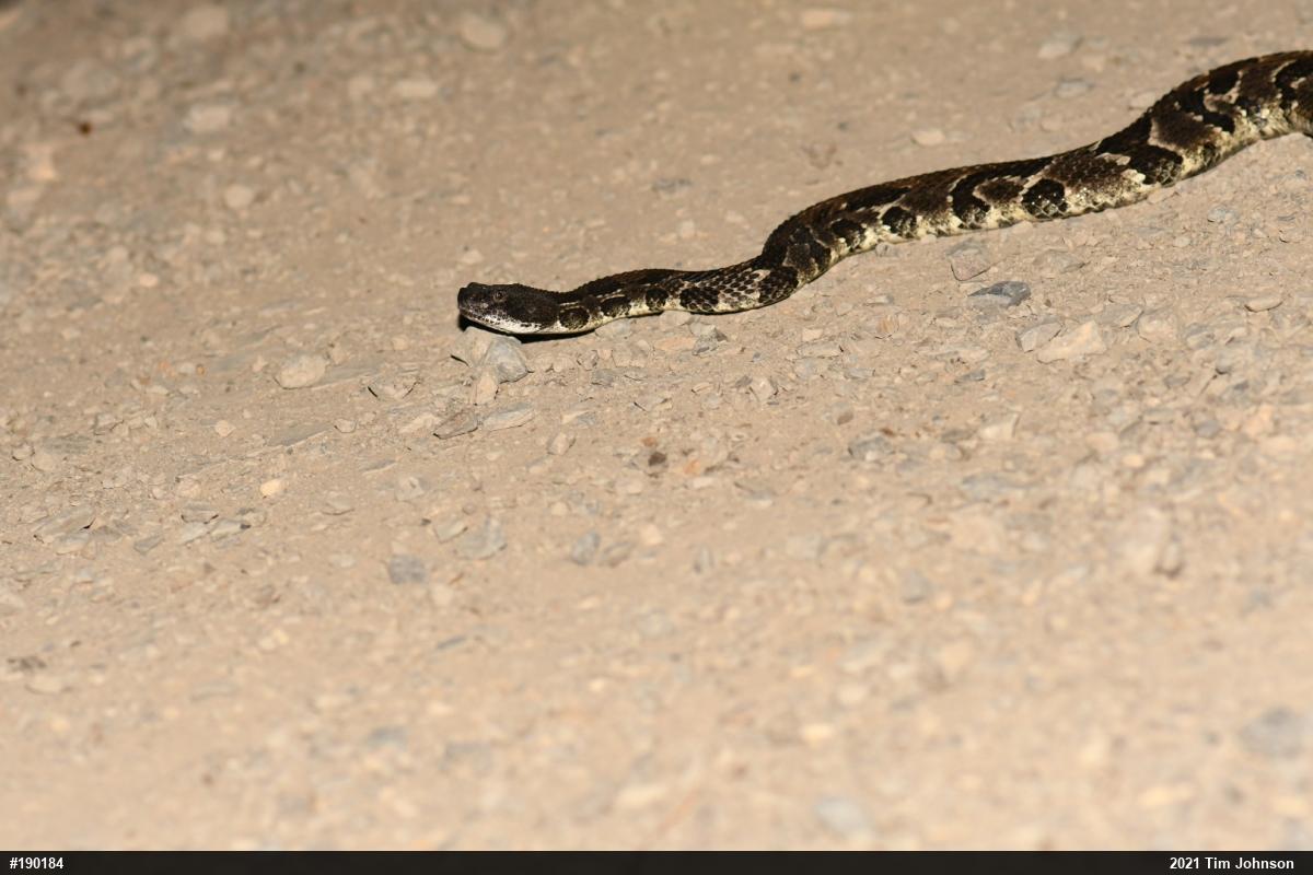 Timber Rattlesnake