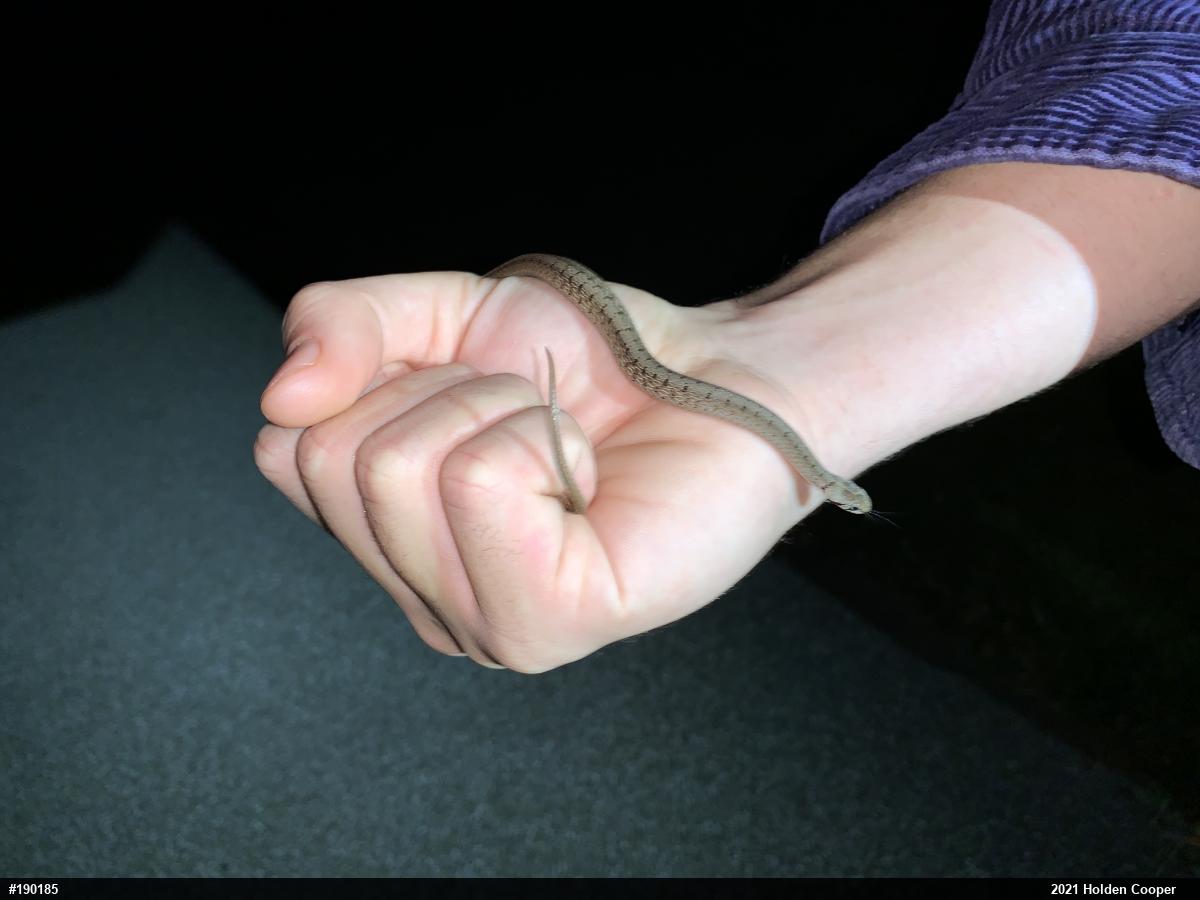 Dekay's Brownsnake