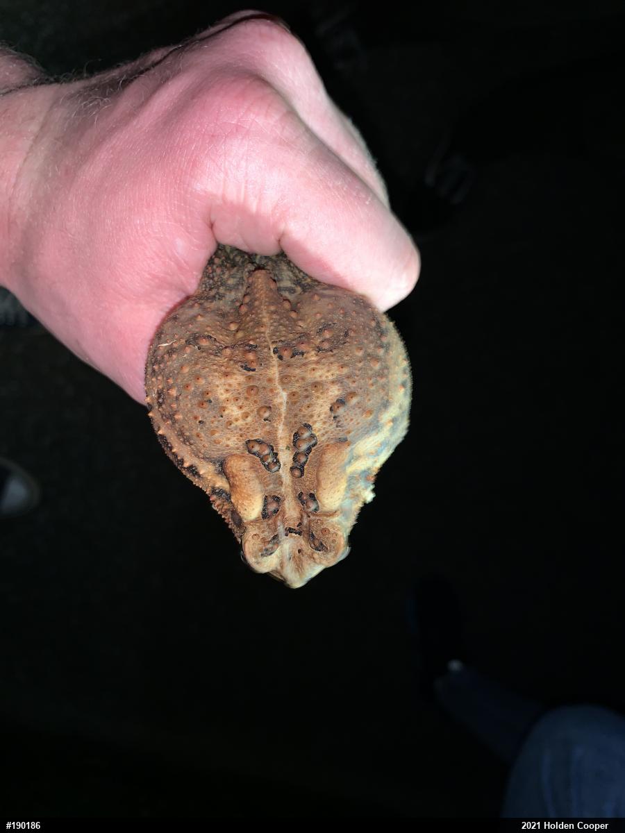 Eastern American Toad