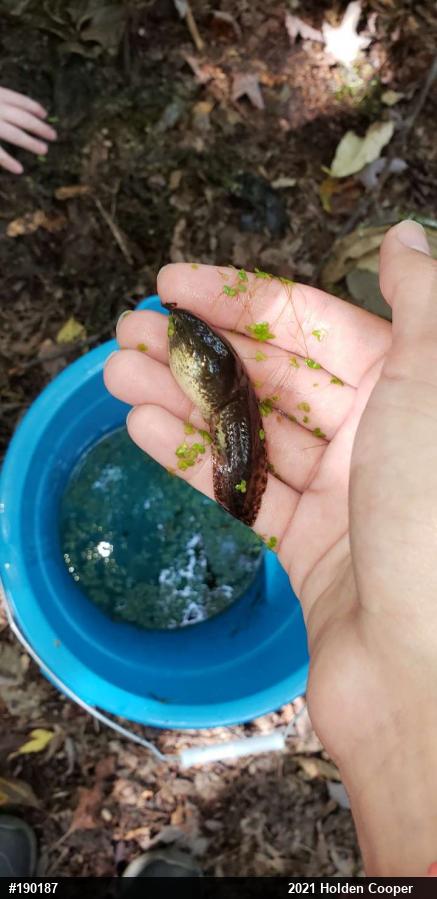 Green Frog