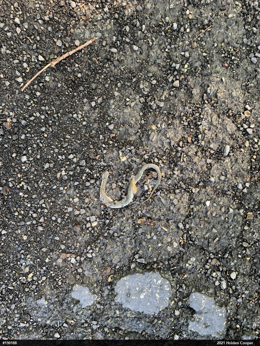 Eastern Gartersnake