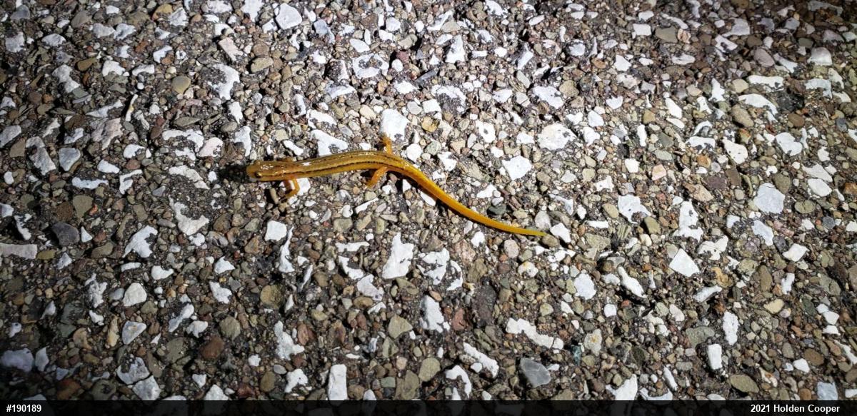 Northern Two-lined Salamander
