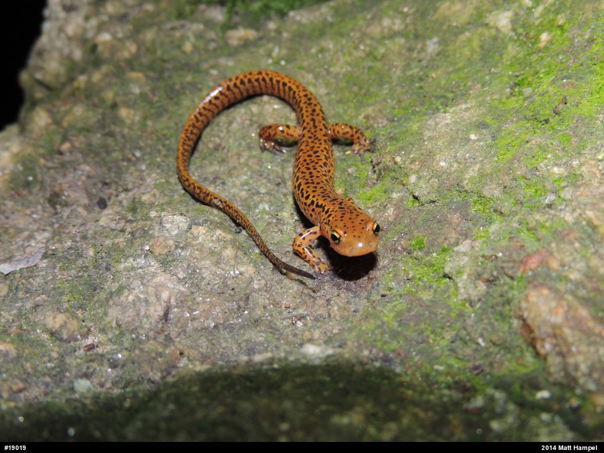 Eastern Long-tailed Salamander